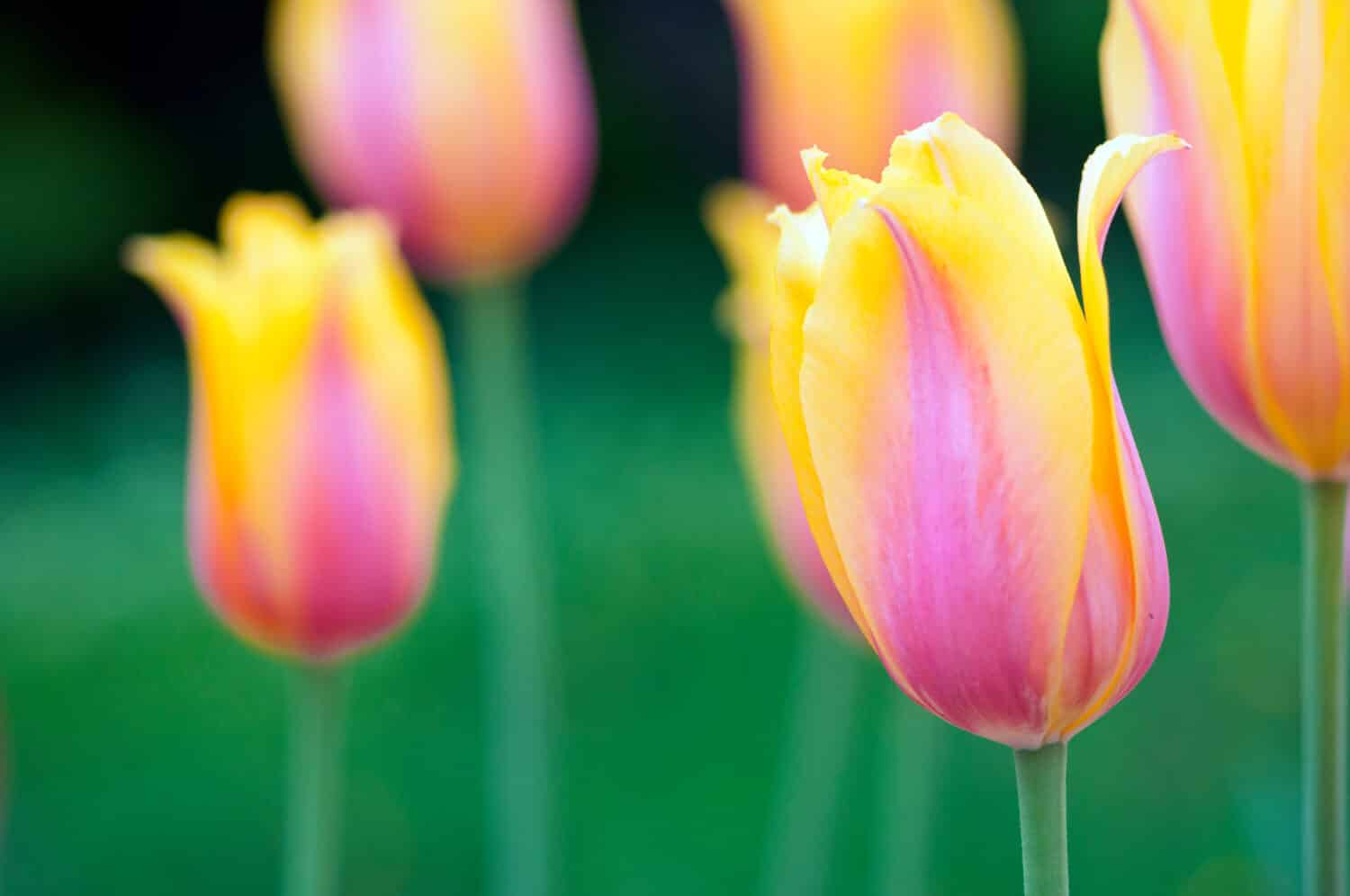 A many early Tulip Hybrids – Blushing Lady, has yellow with pink petals. Blooming yellow with pink tulips on blurred background. Beautiful flowers as floral natural backdrop.