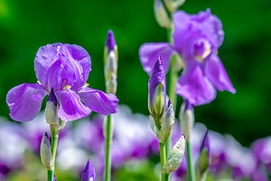 When Do Irises Bloom? Discover Peak Season by Zone Picture