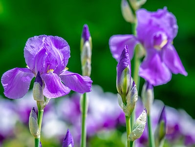A When Do Irises Bloom? Discover Peak Season by Zone