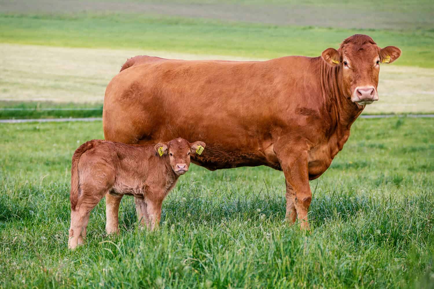 Limousin cattle breed. Cow with cattle in the pasture