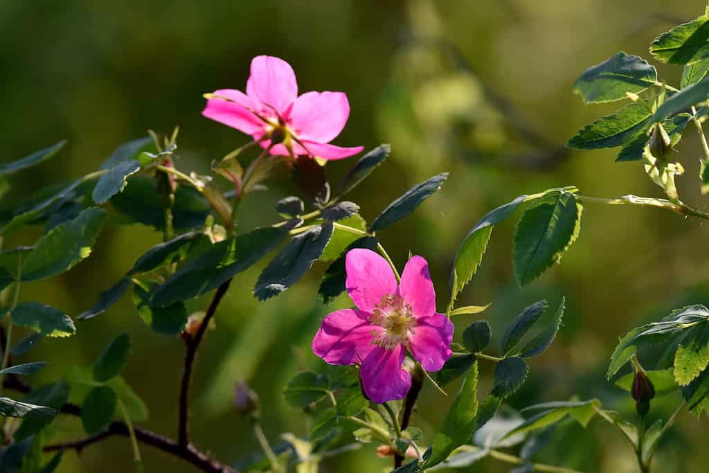 The Arctic rose (Rosa acicularis) is a beautiful spring wildflower in Alaska fields and forests.