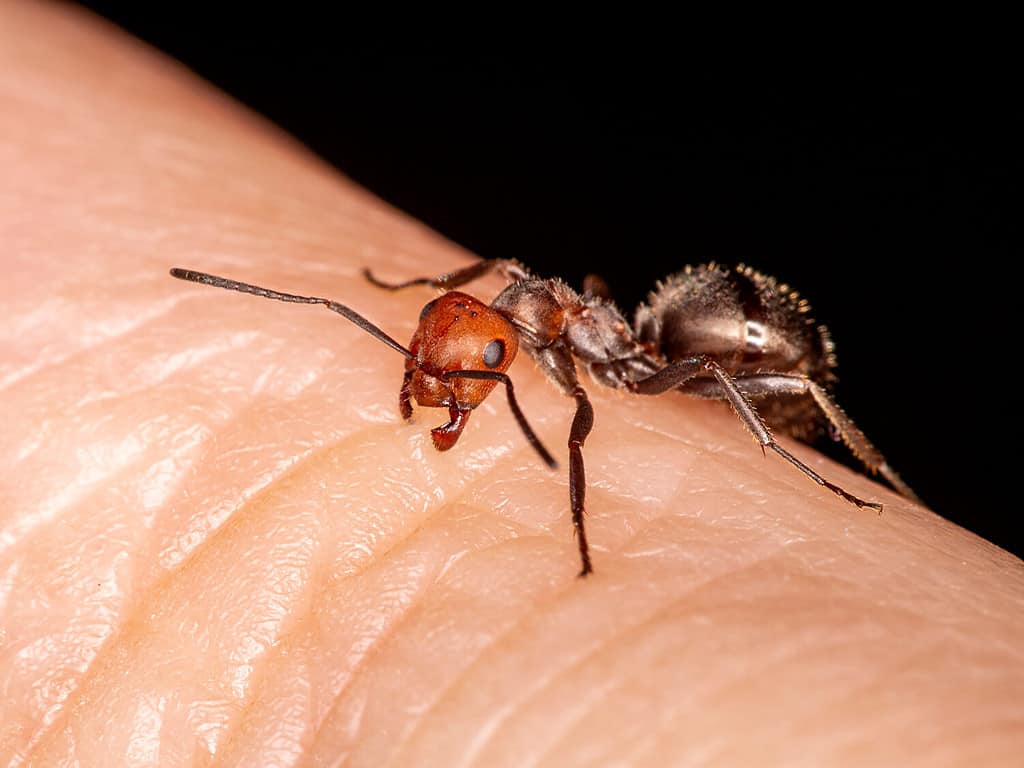 Discover the 10 Largest Ants Crawling Around the U.S. - A-Z Animals
