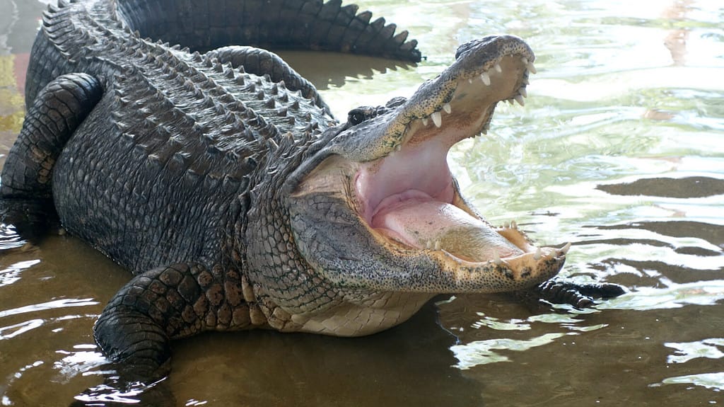 Florida Everglades Alligator wild gator