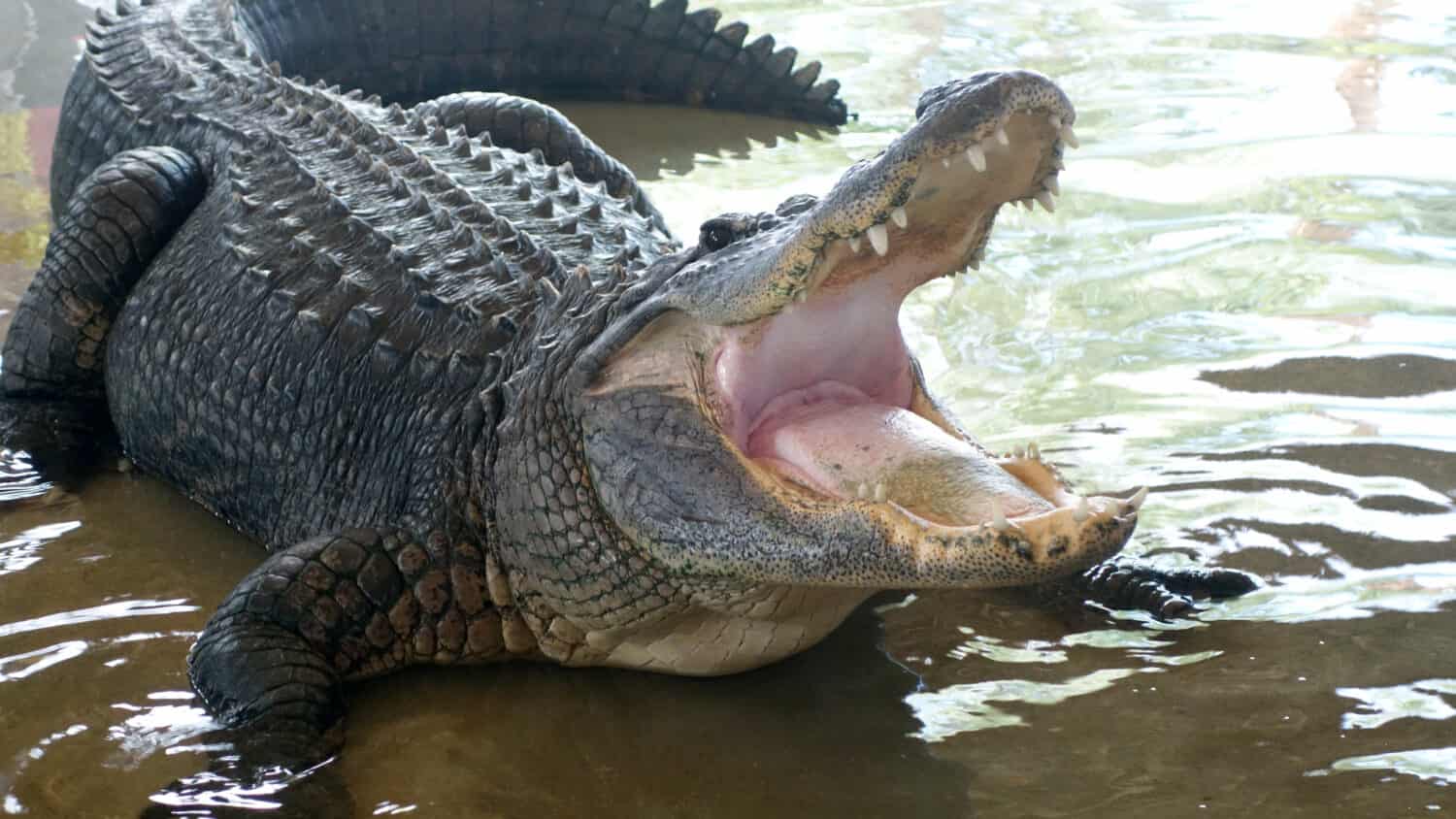 The alligator is one of the most feared predators in the world.                            