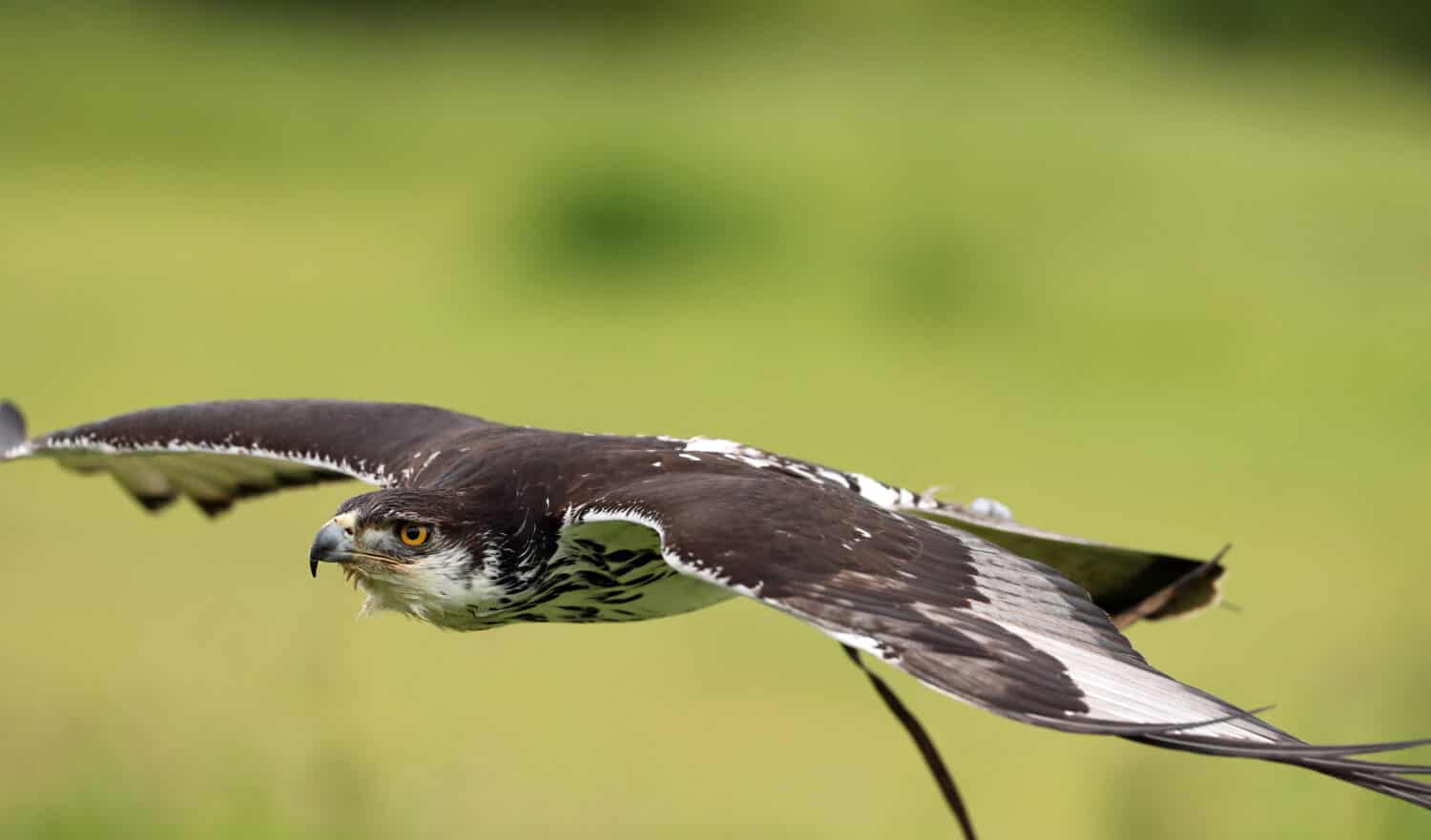 Close up of an African Hawk Eagle in flight