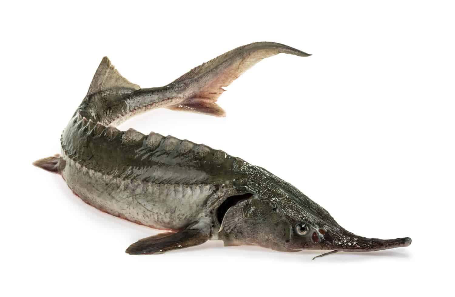 Sturgeon fish