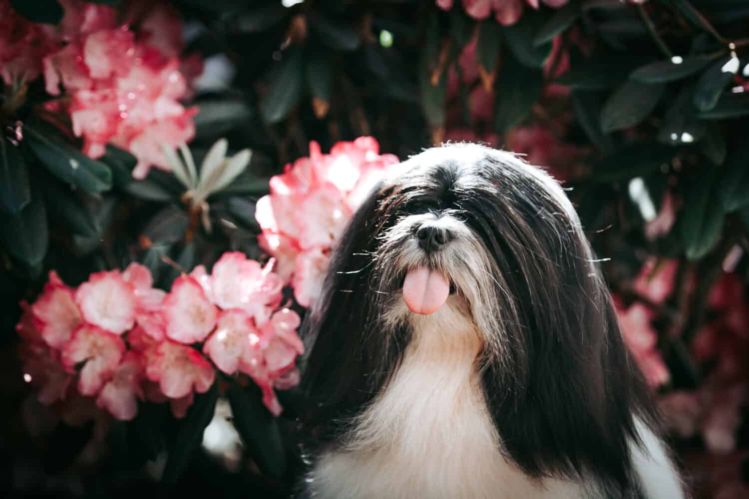 Lhasa apso dog posing outside in beautiful garden.