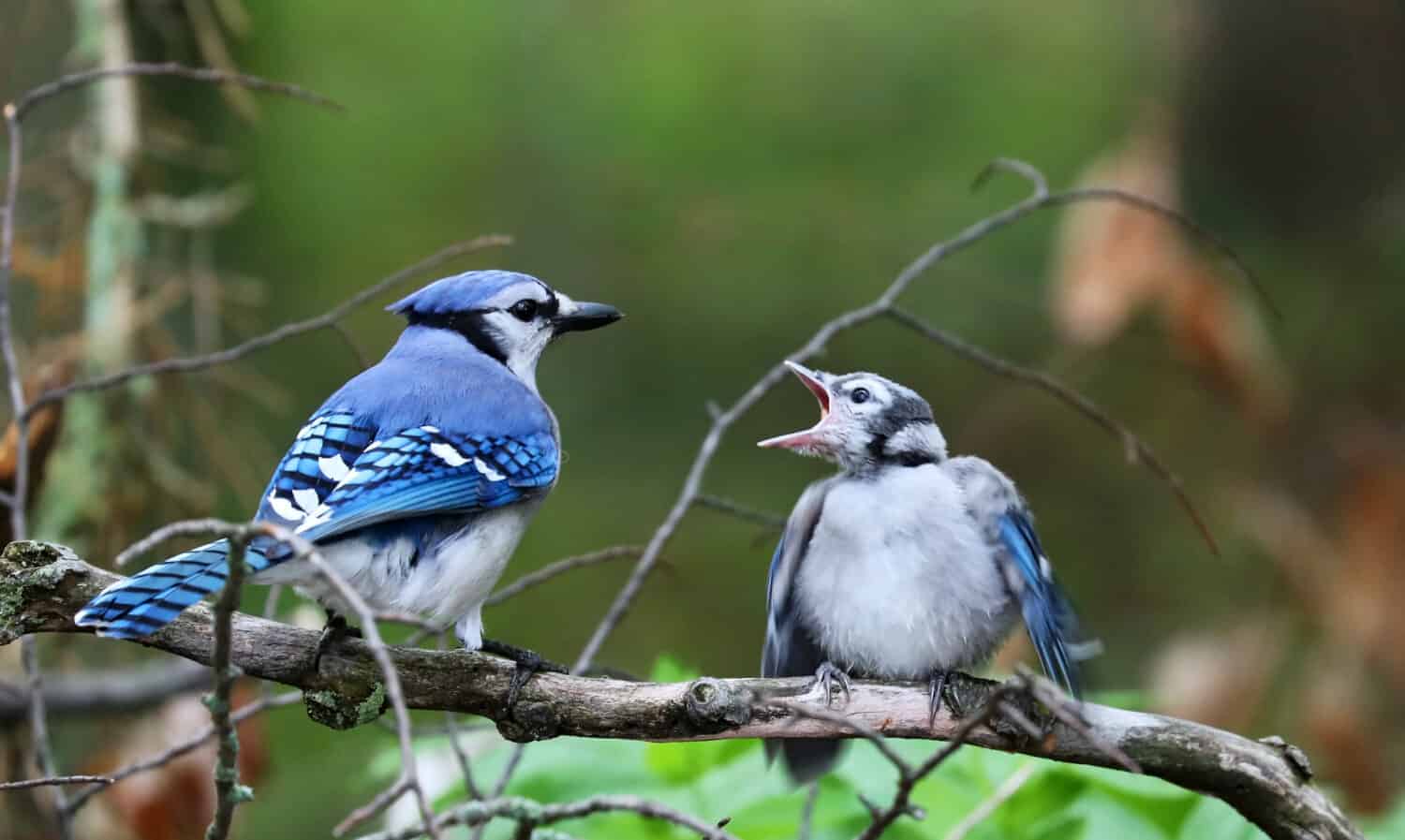 Blue jay (Cyanocitta cristata) when feeding her baby