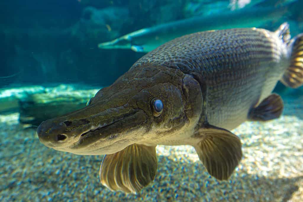 An up close image of an alligator gar. 