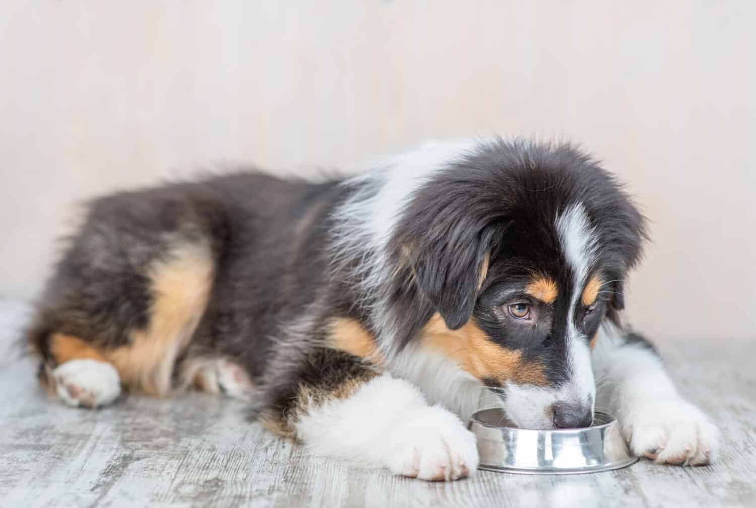 Aussie dog eat from bowl at home