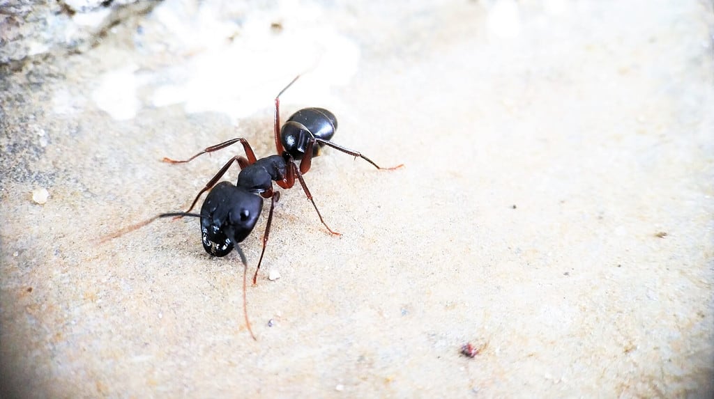 A Black Carpenter ant front view moving around isolated macro photography - Left side of Photo
