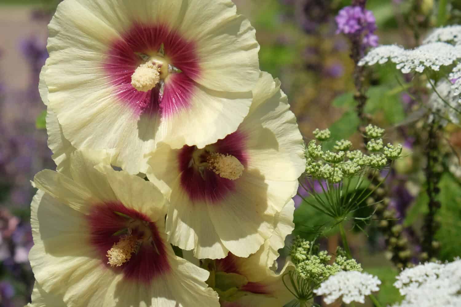 Alcea 'Halo Cream' hollyhock in bloom among the daisies during the summer months,