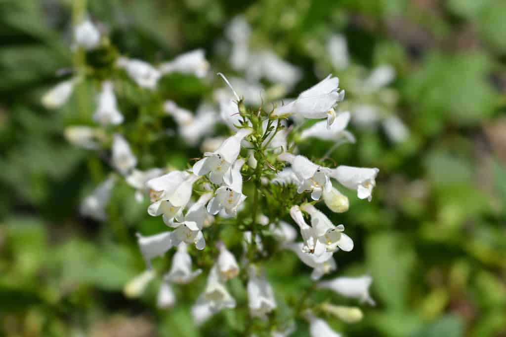 Cobaea beardtongue white flower - Latin name - Penstemon cobaea