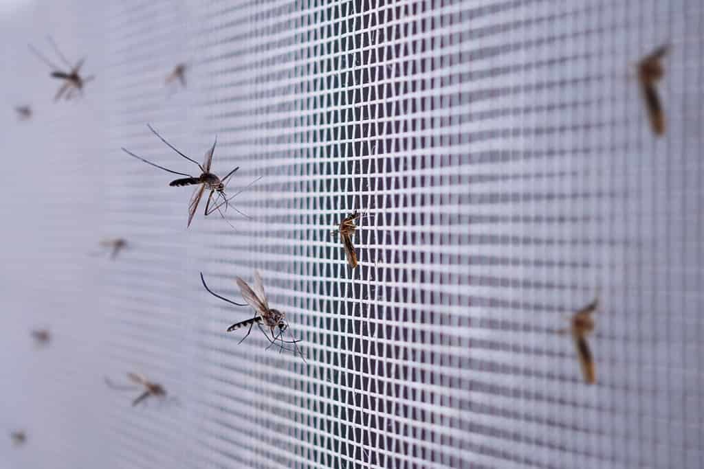 How WD-40 Keeps Bugs Away