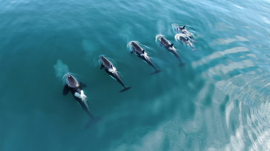 Wild Orcas Whales pod in open water in blue ocean