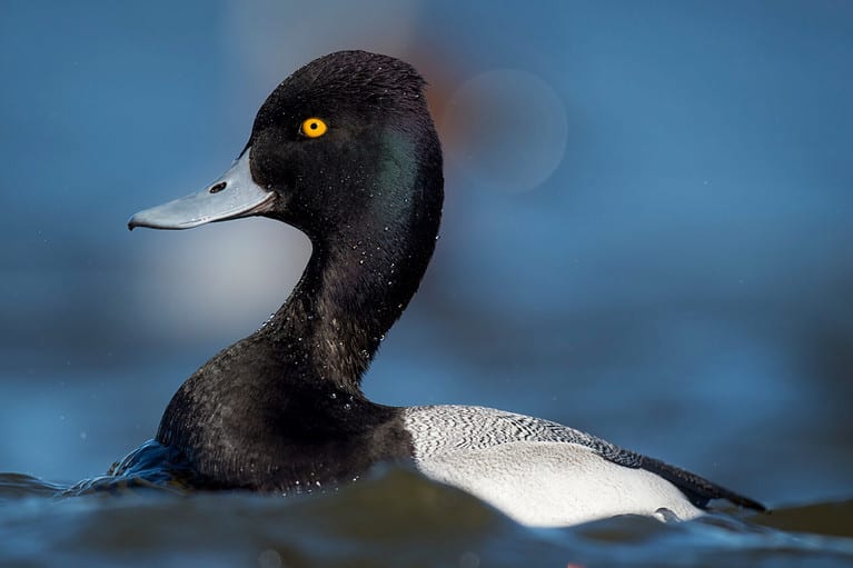 A Lesser Scaup Swims in the bright blue water on a sunny day with a smooth blue background and its vibrant yellow eye standing out.