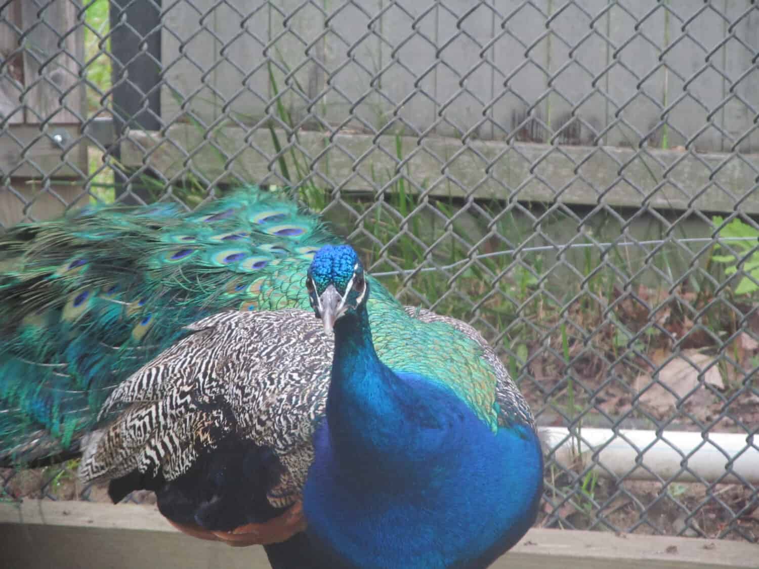 a peacock from York's wild kingdom