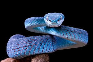 Discover the Significance and Symbolism of Snakes in the Bible Picture