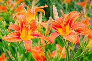 When Do Daylilies Bloom? Discover Peak Season by Zone Picture