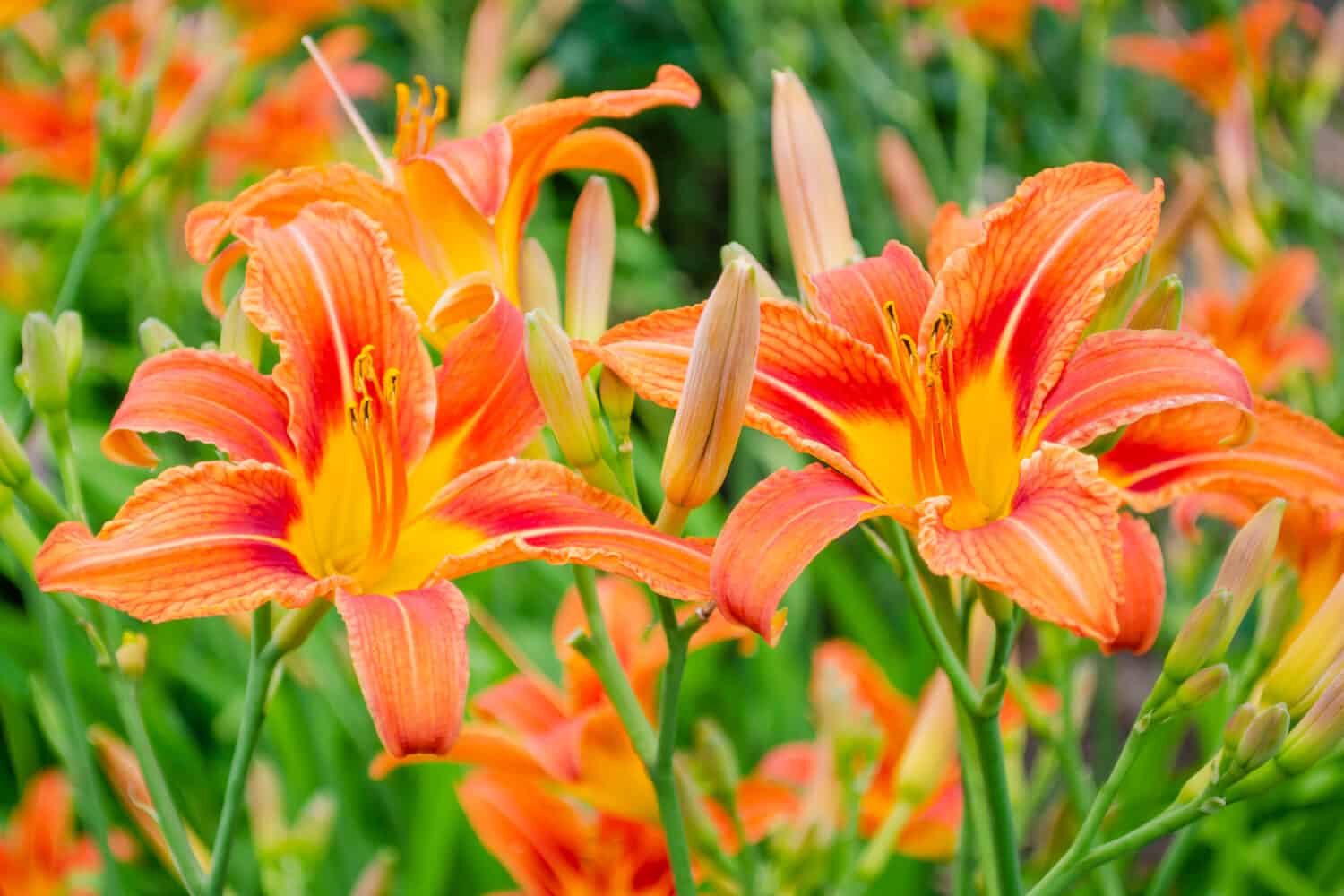 Daylily is brown-yellow in a flowerbed against foliage. Hemerocallis fulva