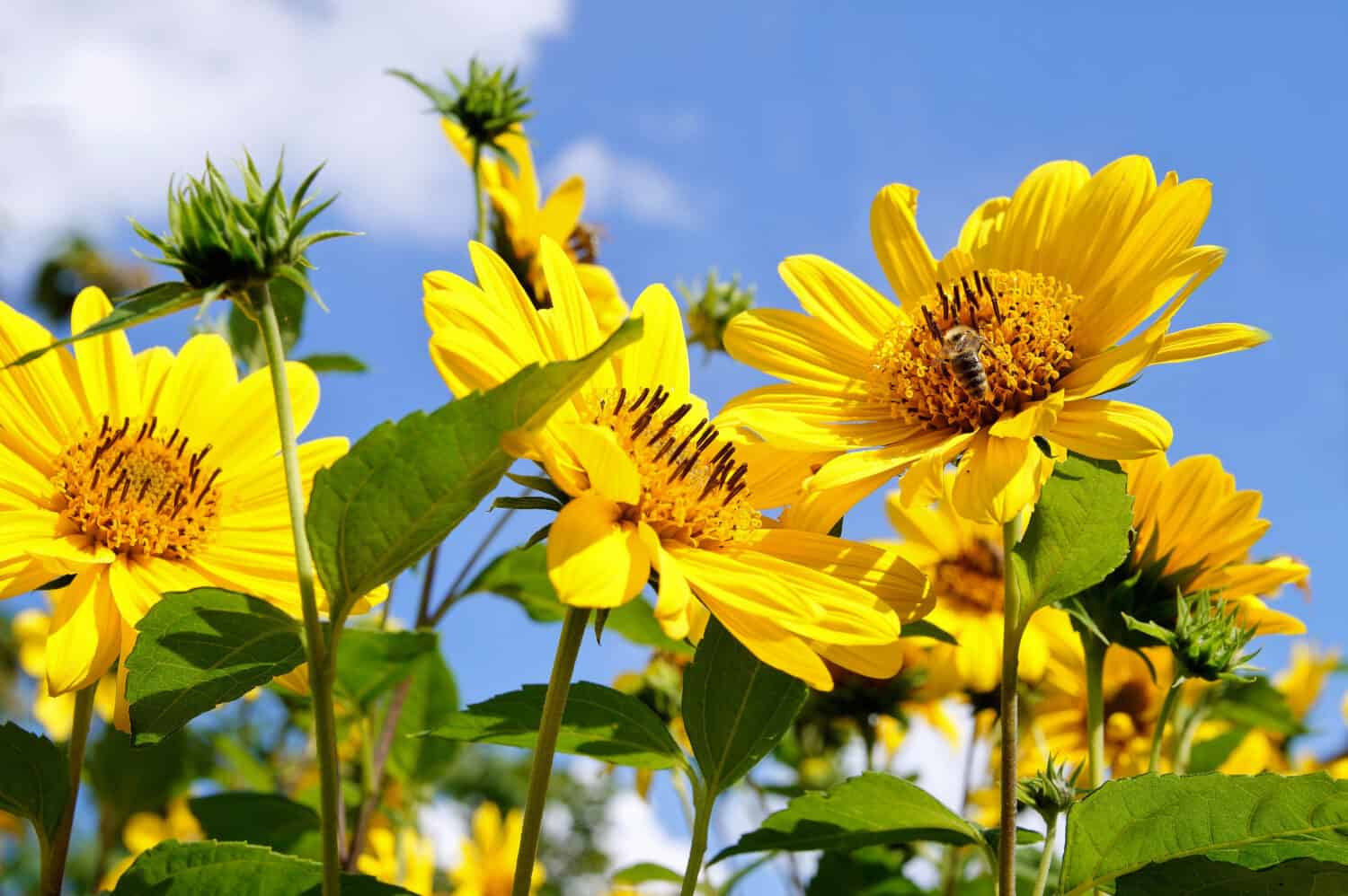 perennial shrub sunflower ten-petals sunflower helianthus decapetalus meteor on blue sky background