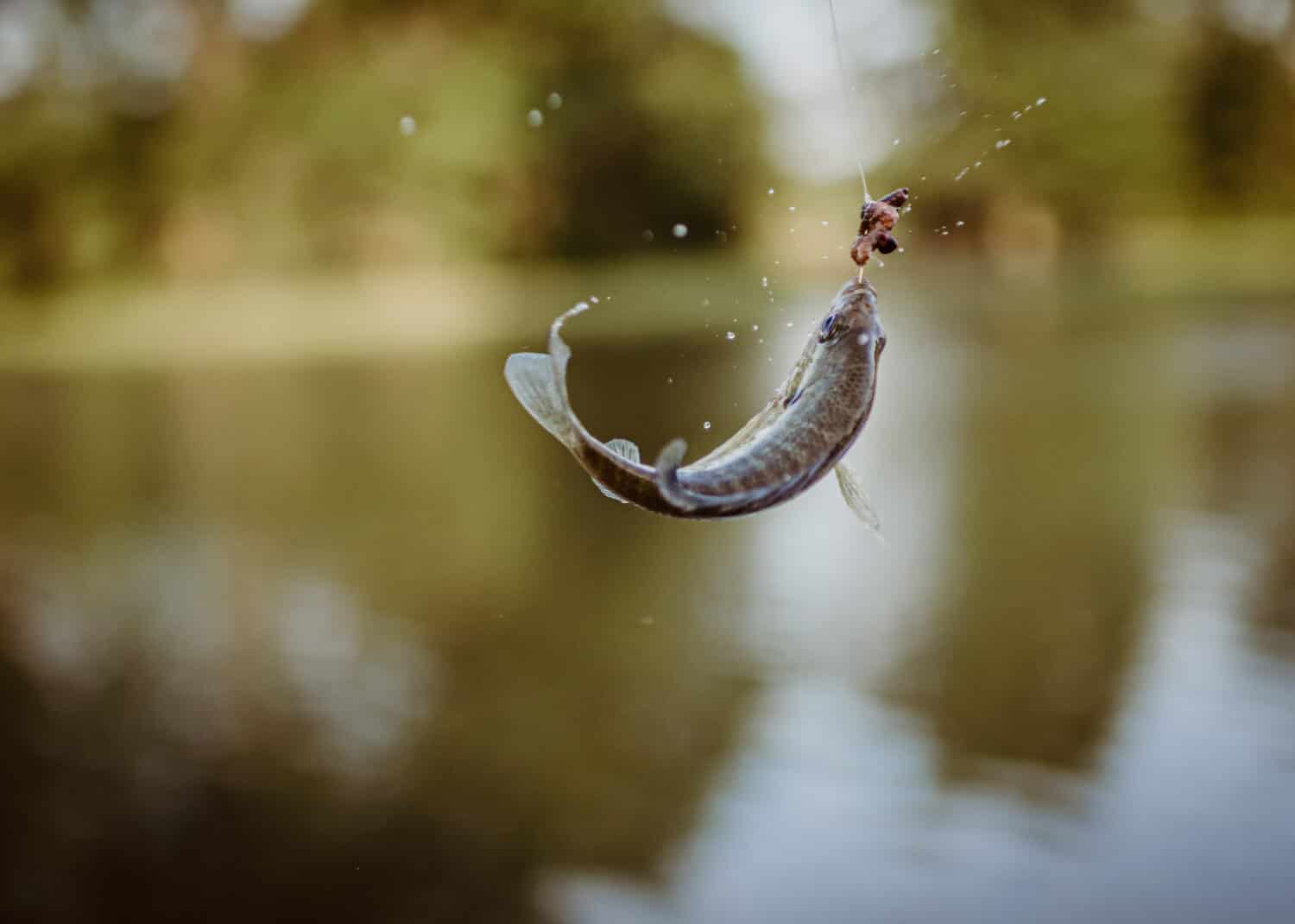 Bluegill fish on hook with worm