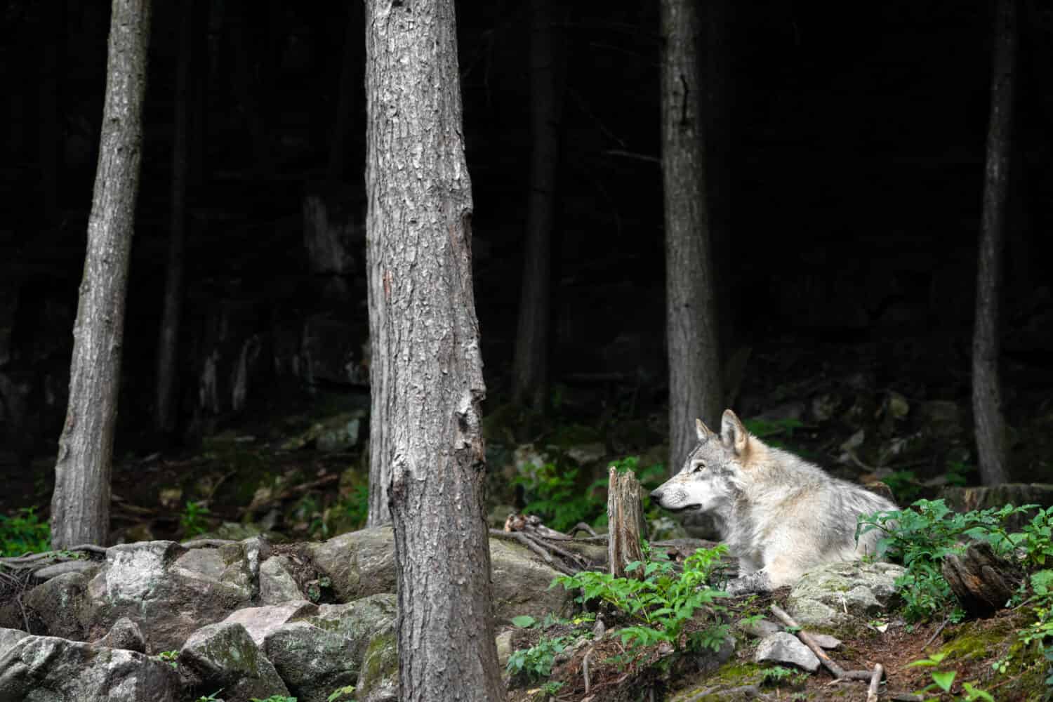Labrador wolf (Canis lupus labradorius) in its natural environment.