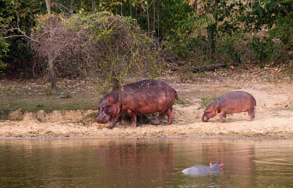 pack of hippopotamus in Colombia