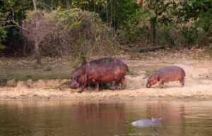 Intense Video Captures World’s Toughest Baby Hippo Surviving Attacks from Hyenas, Wild Dogs, and Buffaloes photo