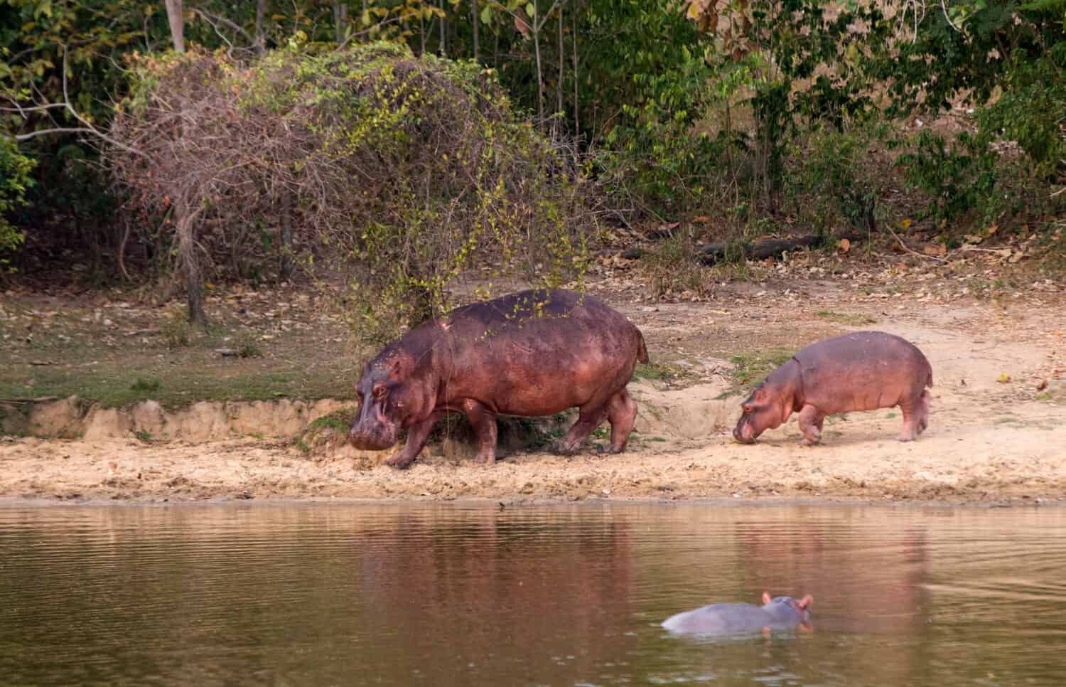 pack of hippopotamus in Colombia