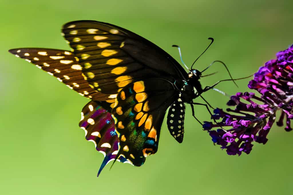 A Side view of a colorful male swallowtail butterfly feeding on purple blossom of butterfly bush, with green lawn in the background.