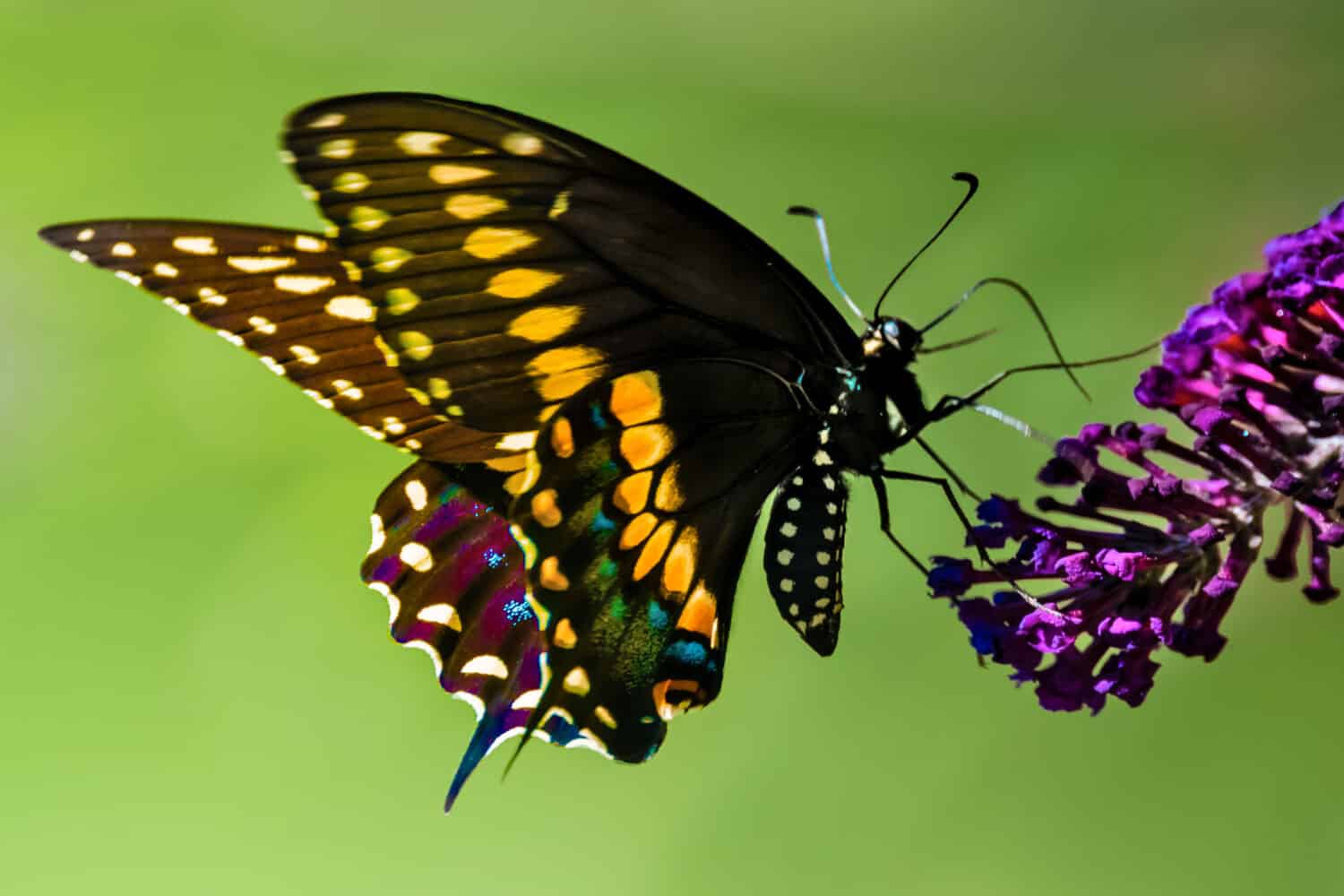 A Side view of a colorful  male swallowtail butterfly  feeding on purple blossom of butterfly bush, with green lawn in the background. 