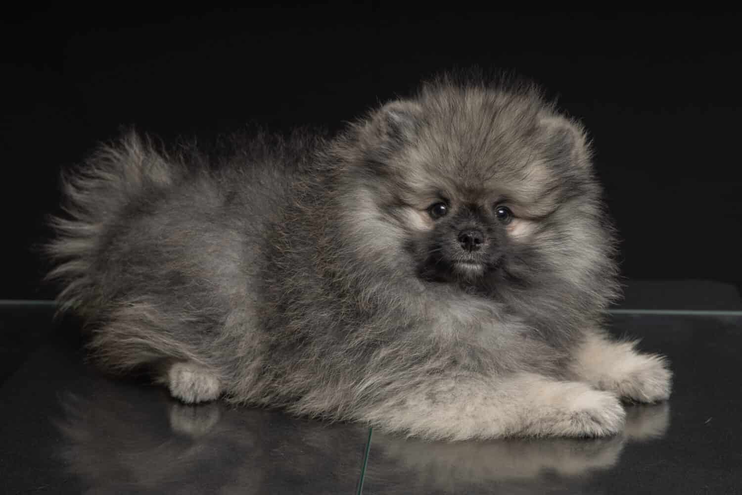 Beautiful puppy of Pomeranian wolf spitz and red sable color