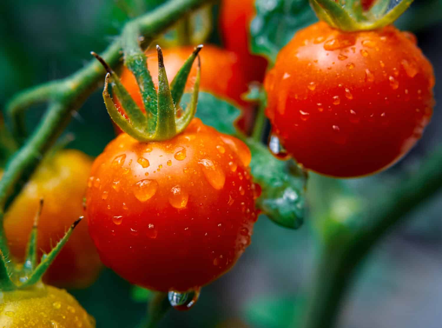 Supersweet 100 Cherry Tomatoes, Zone 6