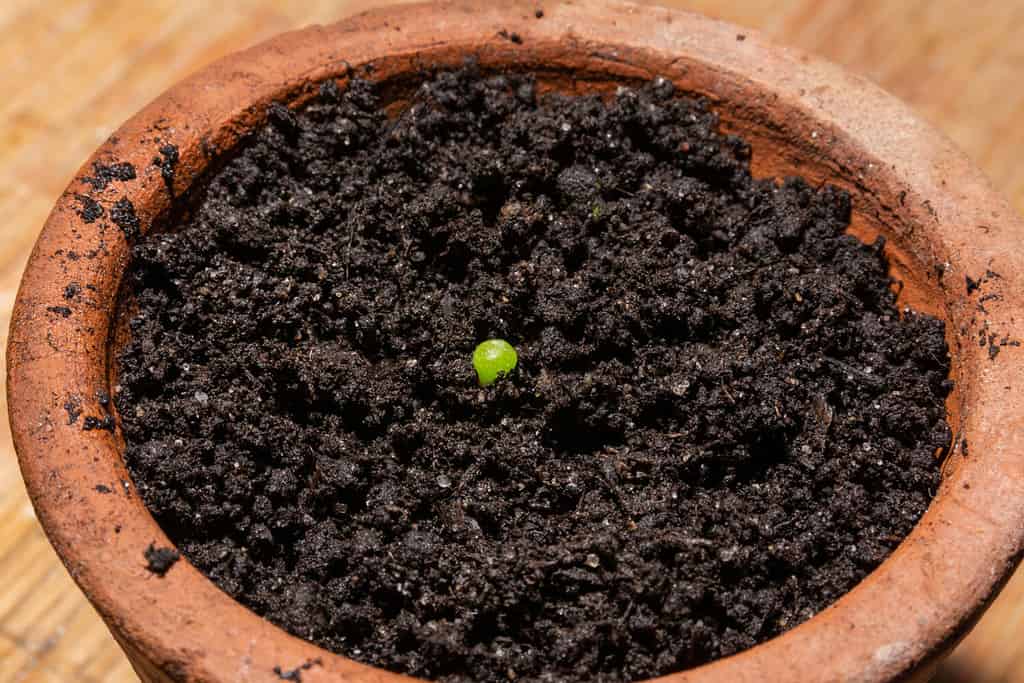 Baby cactus Mammillaria hahniana in a terracotta flower pot with wet soil. Three week old cacti. Botanical concept. Cacti is in the process of germinating from seed. Close up, selective focus