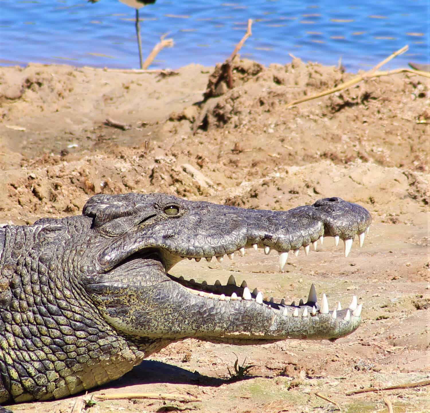 A crocodile resting in the sun on a sandbank with his mouth open.A blacksmith plover stands in the background.Since crocodiles are coldblooded they love warming up by laying in the sun on sandbanks.
