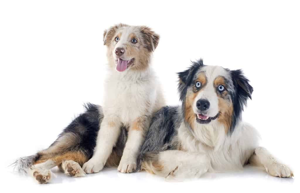 Australian Shepherd puppy and adult posing against a white background.