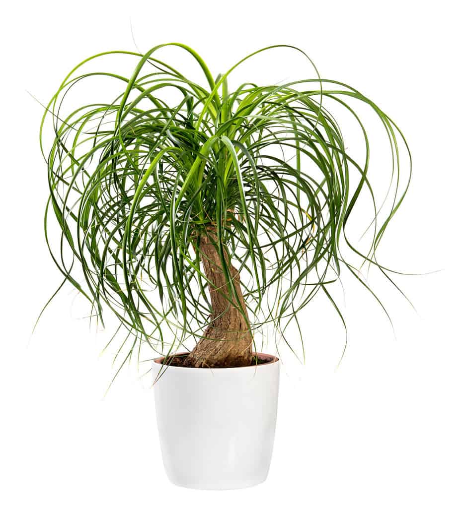 Beaucarnea recurvata or Nolina recurvata plant, otherwise called the Ponytail Palm, potted in a large white tub isolated on white