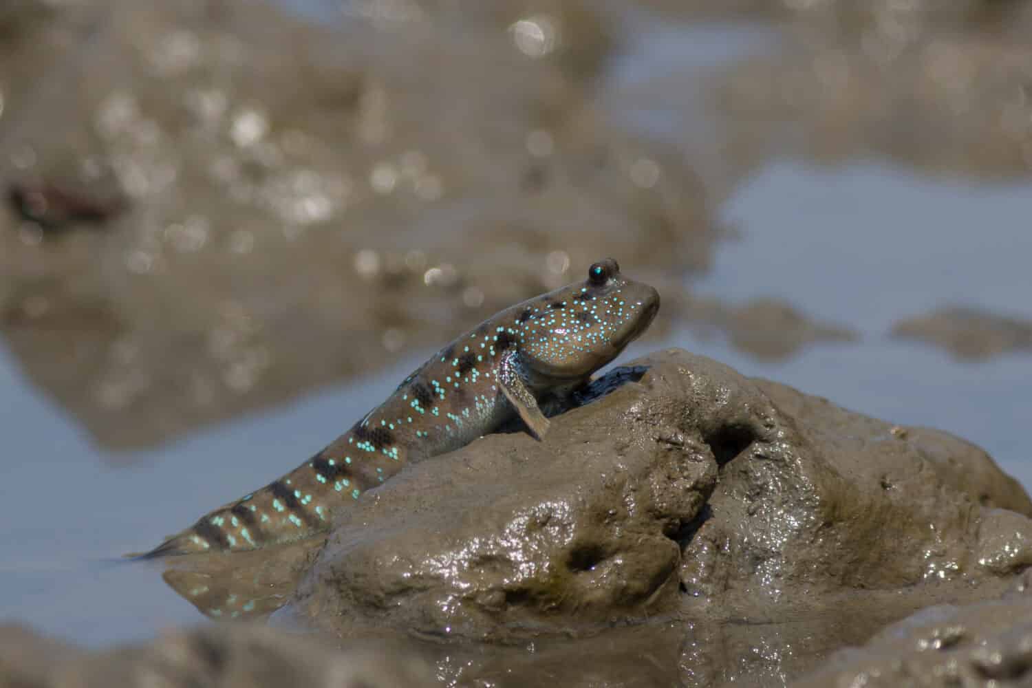 Boleophthalmus boddarti, Blue-spotted mudskipper fish.