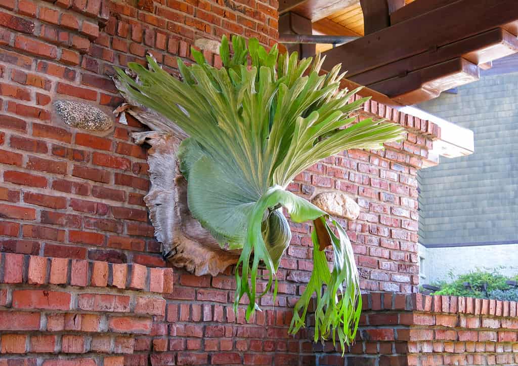 Large Staghorn or Elkhorn Fern mounted on a brick wall. Stag horn fern, known as Platycerium, is very well maintained and hanging. Staghorn fern is an ornamental tropical plant.