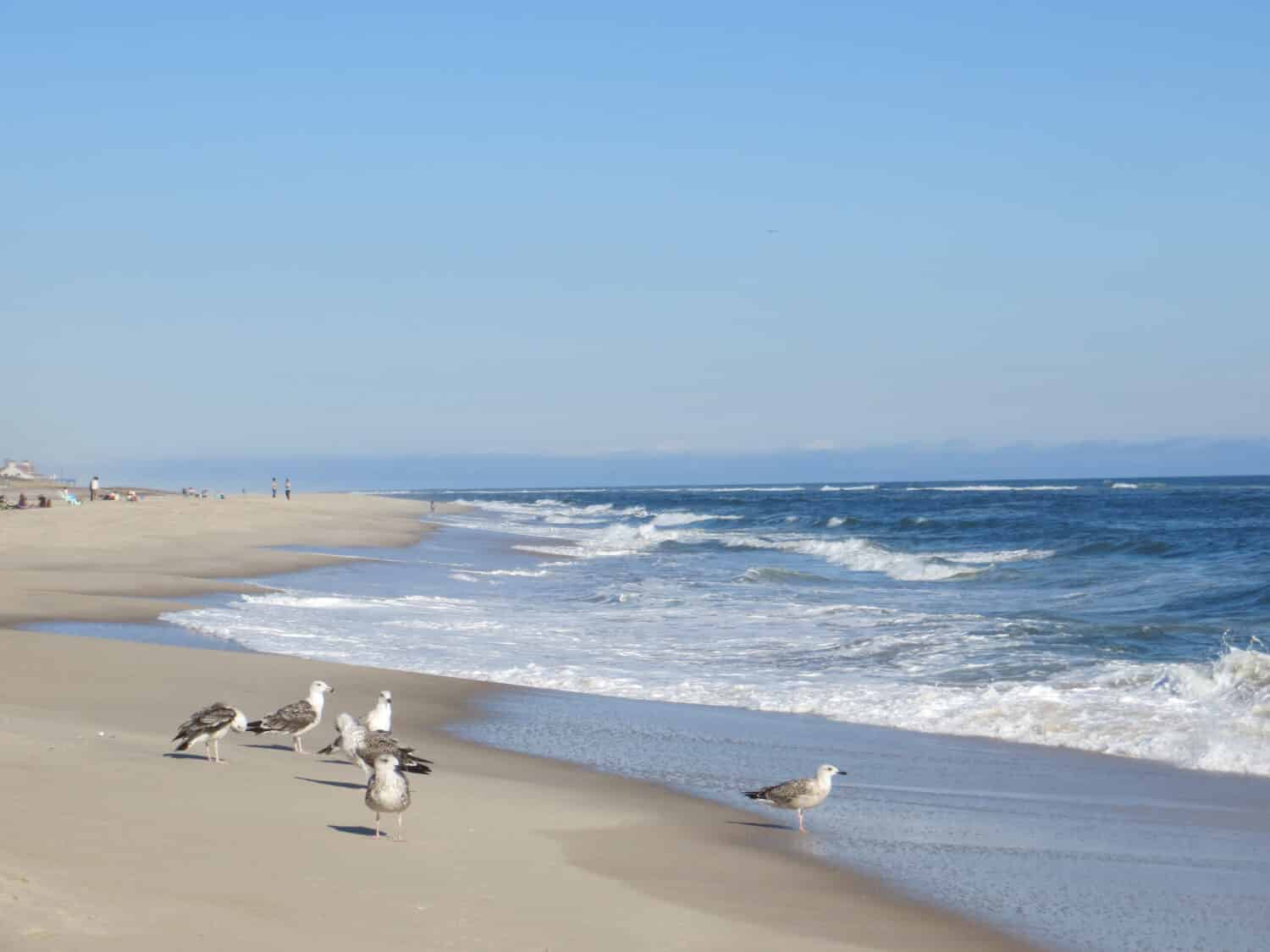 A flock of seagulls on the beach at Cooper's Beach in Southampton, Long Island, New York.
