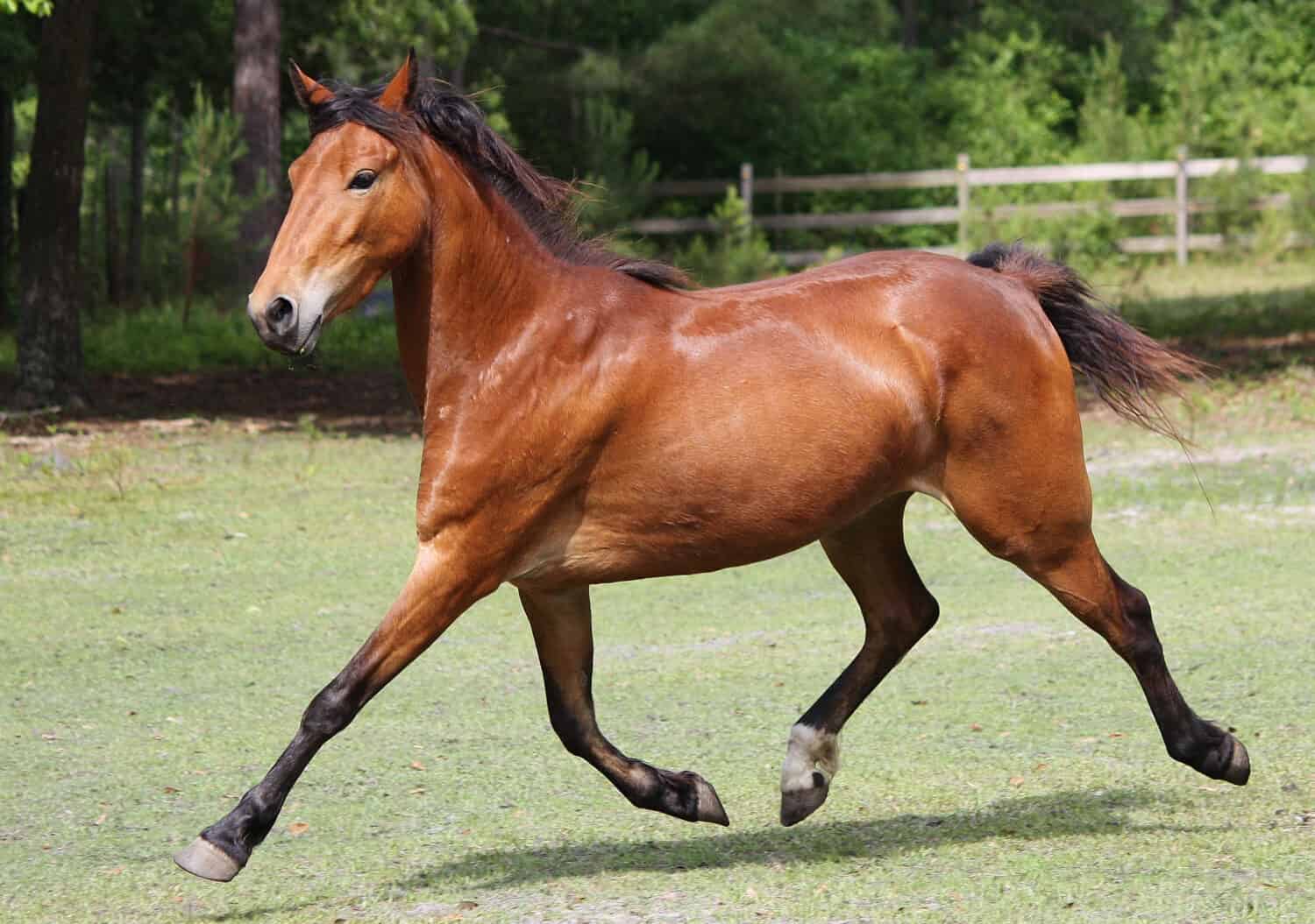 bay hackney pony extended trot