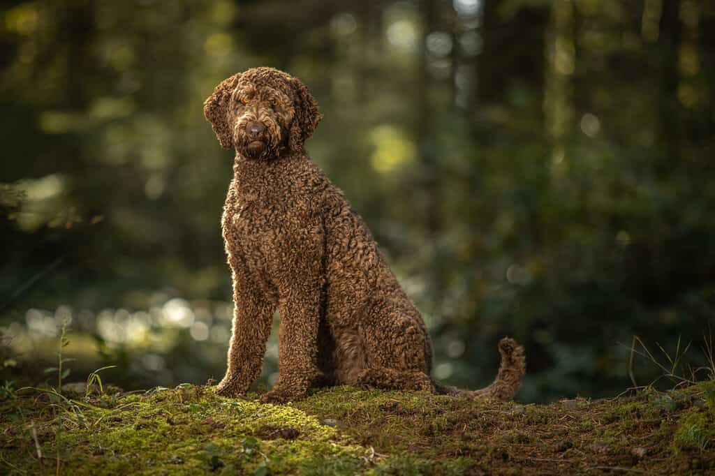 Portrait of brown labradoodle dog in forest