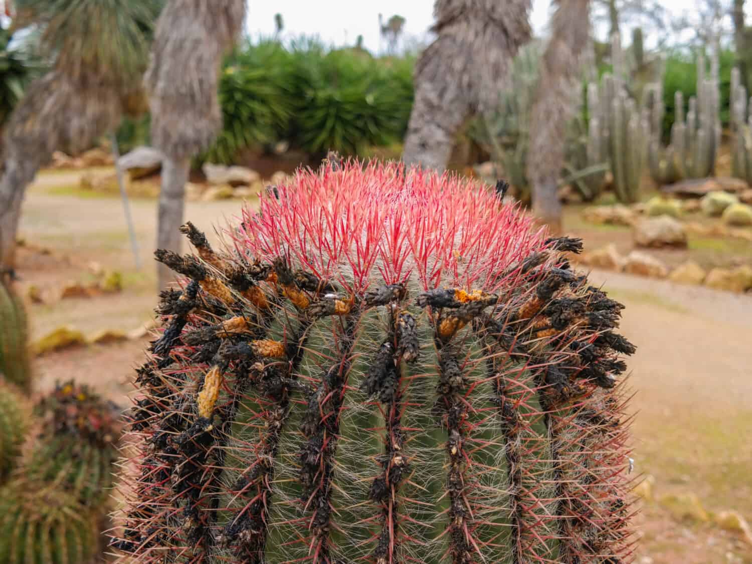 Fishhook barrel cactus or Ferocactus wislizeni plant, close up, in the blurred nature background. Upper part, of Southwestern, Arizona or candy barrel cactus, with spiny red ribs and dried up blossoms