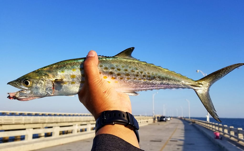 Holding a freshly caught spanish mackerel at Skyway Fishing Pier, St Petersburg, Florida, U.S.A