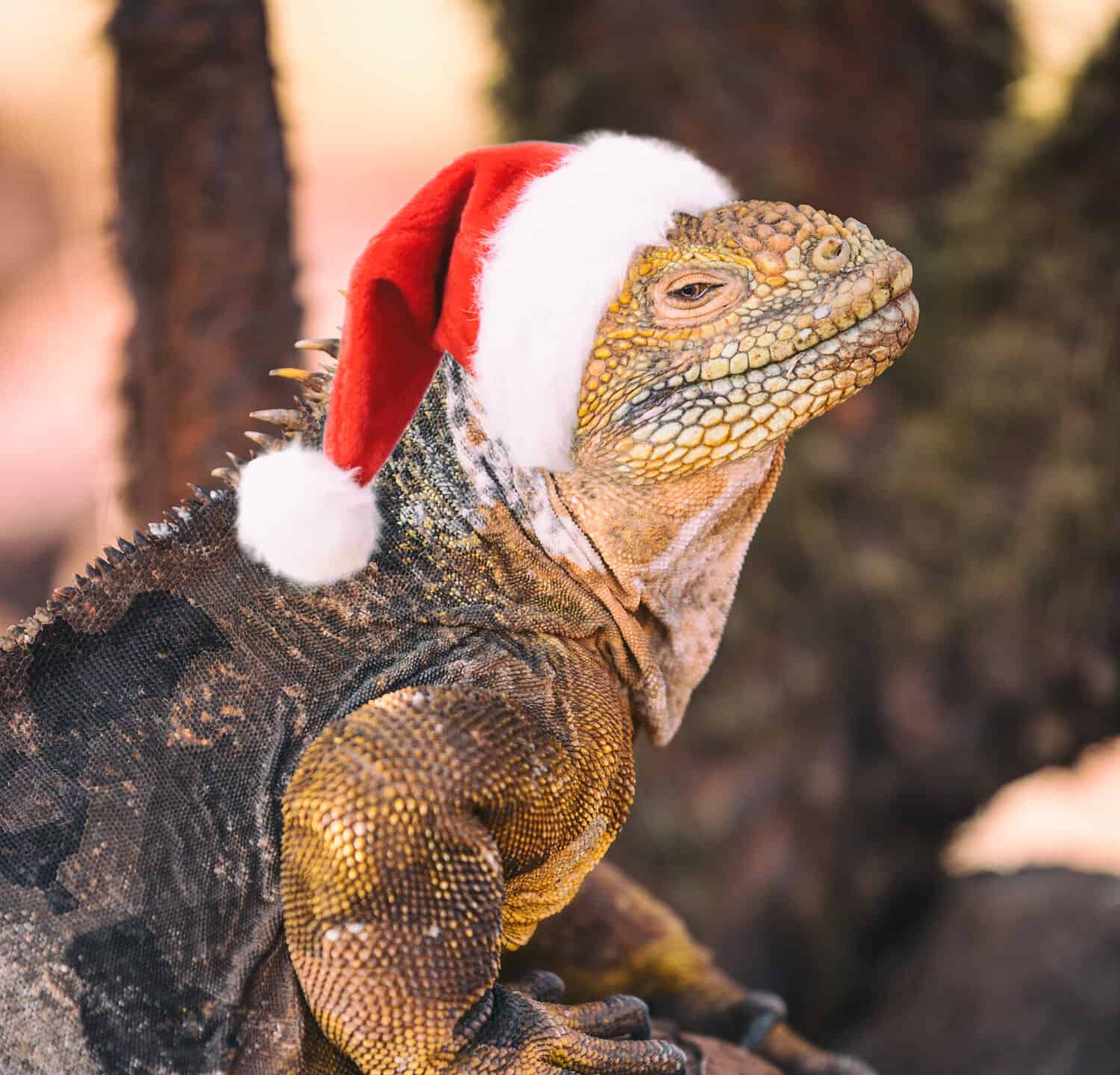Galapagos Christmas 