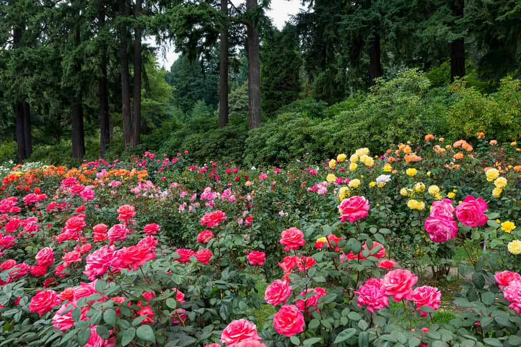 Many roses in front of a forest at the International Rose Test Garden in Washington Park in Portland, Oregon