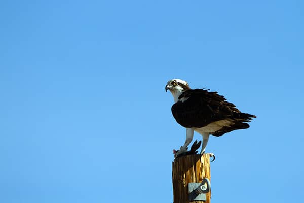 Discover 7 Birds of Prey that Call Florida Home - A-Z Animals