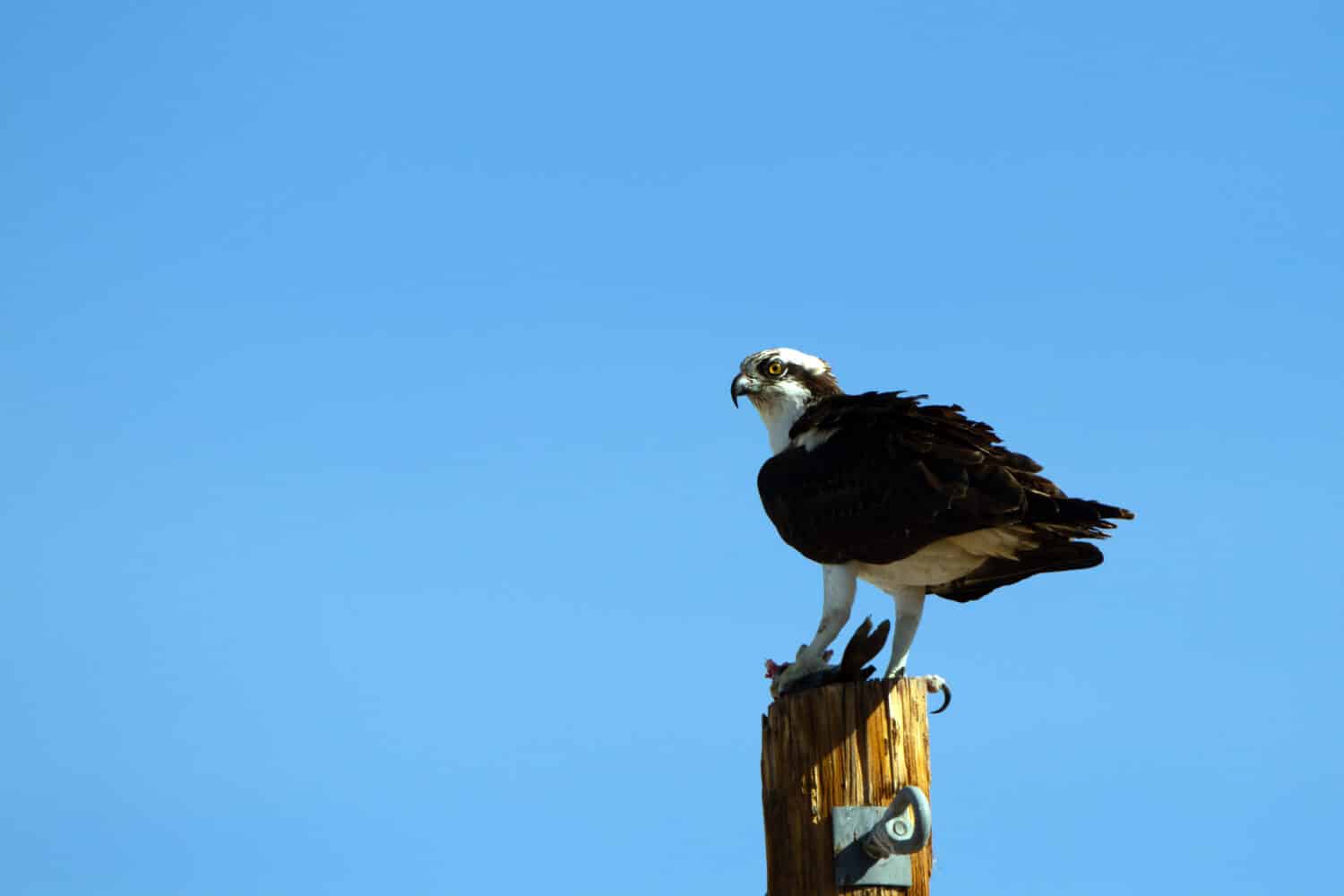 Osprey holds a fish that he caught in Lake Mead NRA in Nevada