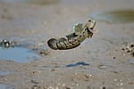 Mudskippers and amphibious gobies